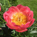 Paeonia, Coral Sunset