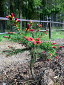 Picea abies 'Rydal'