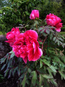 Paeonia suffruticosa, red