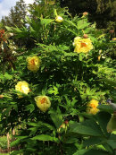 Paeonia suffruticosa