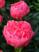 Paeonia, Coral charm