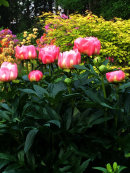 Paeonia 'Coral Charm'