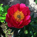 Paeonia suffruticosa