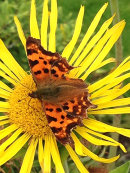 Polygonia c-album - Vinbärsfuks