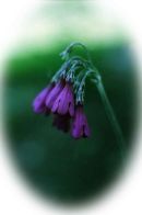 Primula secundiflora