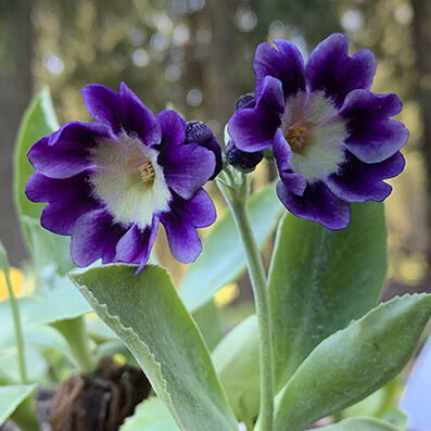 Primula auricula