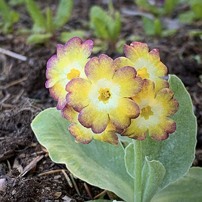 Primula auricula