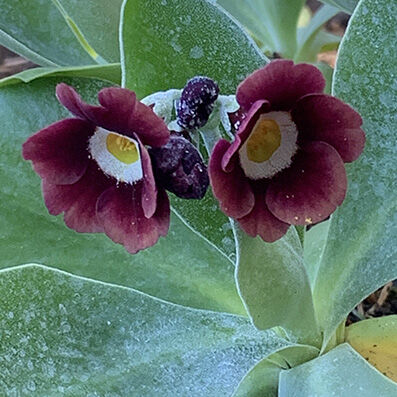 Primula auricula