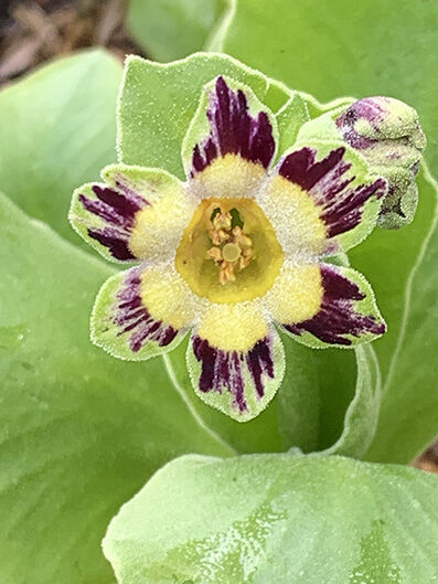 Primula auricula