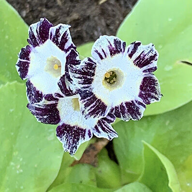Primula auricula