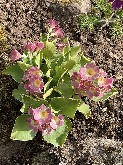 Primula auricula