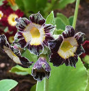 Primula auricula