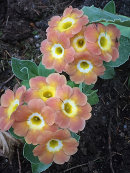 Primula auricula