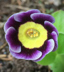 Primula auricula