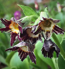 Primula auricula