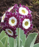 Primula auricula