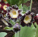 Primula auricula