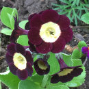 Primula auricula