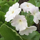 Primula auricula