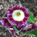 Primula auricula