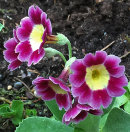 Primula auricula