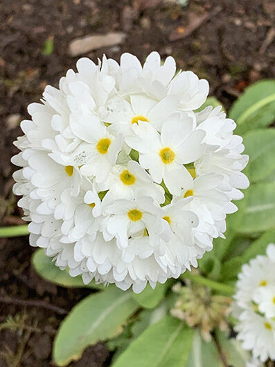 primula denticulata