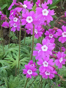 Primula palmata