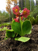 Primula auricula, seedling