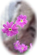 Primula saxatilis