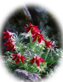 Pulsatilla vulgaris 'Röd Form'