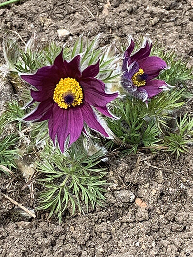 Pulsatilla vulgaris