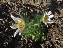 Pulsatilla vulgaris Alba