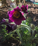 Pulsatilla vulgaris, Red. Backsippa.