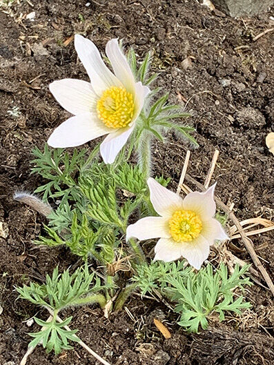 Pulsatilla vulgaris 'alba'
