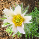 Pulsatilla vulgaris, alba