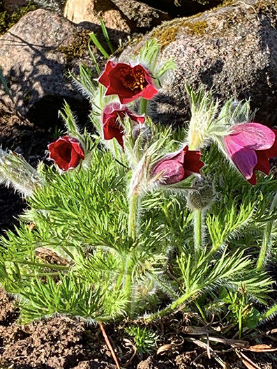 Pulsatilla vulgaris 'rubra'