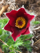 Pulsatilla vulgaris, rubra