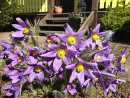 Pulsatilla vulgaris