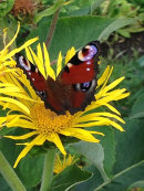 Påfågelöga, Inachis io