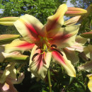 Red Dutch, Trädlilja