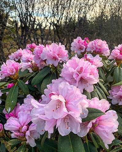 Rhododendron