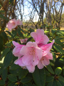Rhododendron sp