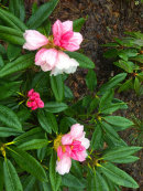 Rhododendron seedling