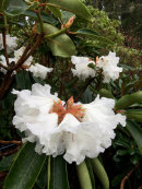 Rhododendron seedling
