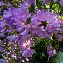 Rhododendron azalea