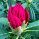 Rhododendron-bud