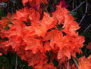 Rhododendron (azalea) orange