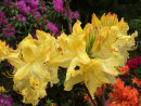 Rhododendron (azalea) yellow