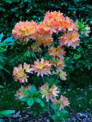 Rhododendron azalea