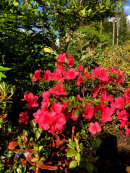 Rhododendron azalea